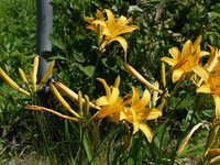 車山高原ニッコウキスゲ