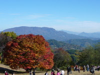 池田町七色の大カエデ