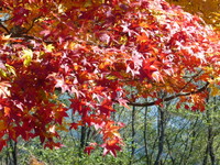 池田町七色の大カエデ