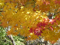 池田町七色の大カエデ