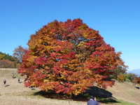 池田町七色の大カエデ